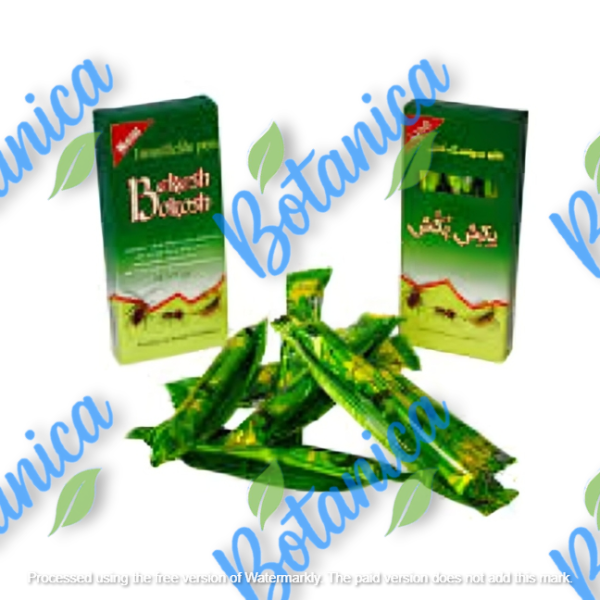 گچ مورچه